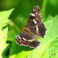 /album/babocka-sitkovana/a2012-07-05-11-16-56-jpg/