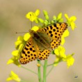 /album/perletovec-maly/a2012-05-26-16-30-48-jpg/