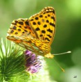 /album/perletovec-maly/a2013-07-22-15-52-57-jpg/