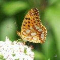 /album/perletovec-maly/a2013-08-01-13-44-04-jpg/