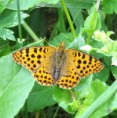 /album/perletovec-maly/a2013-08-06-15-04-02-jpg/