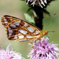 /album/perletovec-maly/a2014-07-04-12-19-08-jpg/