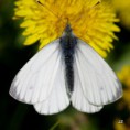 /album/belasek-repkovy/a2012-05-08-10-21-00-jpg/