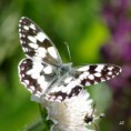 /album/okac-bojinkovy/a2012-06-15-10-34-50-jpg/