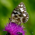 /album/okac-bojinkovy/a2013-07-20-10-30-10-jpg/