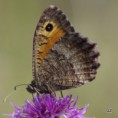 /album/okac-kostravovy/a2012-08-06-15-21-20-jpg/