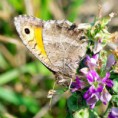 /album/okac-kostravovy/a2014-08-02-09-14-16-jpg/
