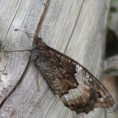 /album/okac-medynkovy/a2014-07-30-12-23-03-jpg/