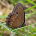 /album/okac-ovsovy/a2012-07-26-14-19-52-jpg/