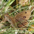 /album/okac-ovsovy/a2012-08-20-09-18-54-jpg/