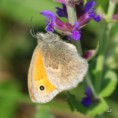 /album/okac-pohankovy/a2012-05-26-15-42-50-1-jpg/