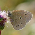 /album/okac-prosickovy/a2014-07-14-09-05-49-jpg/