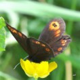 /album/okac-rosickovy/a2014-05-10-12-47-19-jpg/