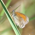 /album/okac-treslicovy/a2012-05-26-16-05-16-jpg/