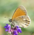 /album/okac-treslicovy/a2012-05-26-16-18-20-jpg/