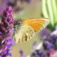 /album/okac-treslicovy/a2012-05-26-16-19-04-jpg/