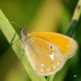 /album/okac-treslicovy/a2012-07-23-19-23-32-jpg/