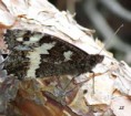 /album/okac-vonavkovy/a2014-07-02-10-16-33-jpg/