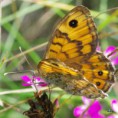 /album/okac-zedni/a2014-08-02-09-28-25-jpg/