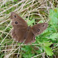/album/okac-ovsovy/a2015-08-029-jpg/