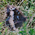 /album/okac-vonavkovy/a2015-08-032-jpg/